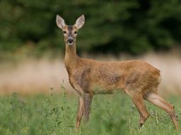 Biche dans la nature