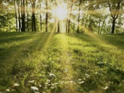 levé de soleil en forêt